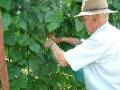 Picking Climbing Beans 2